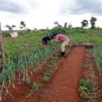 Edificação das 500 (quinhentas) aldeias agro-pecuárias (AAP) previstas no PEIUHAR